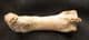 CAVE BEAR FOOT BONE - PLEISTOCENE, FRANCE.
