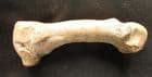CAVE BEAR FOOT BONE - PLEISTOCENE, FRANCE.