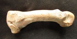 CAVE BEAR FOOT BONE - PLEISTOCENE, FRANCE.