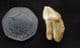 CAVE BEAR INCISOR SHOWING EXCESSIVE WEAR  ON ONE SIDE - PLEISTOCENE, ROMANIA.