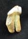 CAVE BEAR INCISOR SHOWING EXCESSIVE WEAR  ON ONE SIDE - PLEISTOCENE, ROMANIA.
