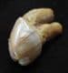 CAVE BEAR INCISOR SHOWING EXCESSIVE WEAR  ON ONE SIDE - PLEISTOCENE, ROMANIA.