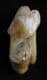 CAVE BEAR INCISOR SHOWING EXCESSIVE WEAR  ON ONE SIDE - PLEISTOCENE, ROMANIA.