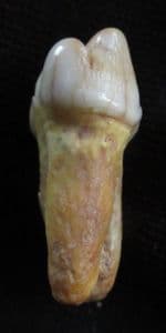 CAVE BEAR INCISOR SHOWING EXCESSIVE WEAR  ON ONE SIDE - PLEISTOCENE, ROMANIA.