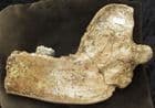 CAVE BEAR JAW - PLEISTOCENE, FRANCE.