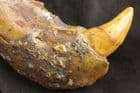 CAVE BEAR LOWER JAW - PLEISTOCENE, FRANCE.