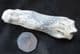 CAVE BEAR METAPODIAL - PLEISTOCENE, ROMANIA.