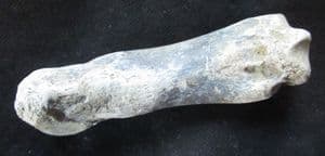 CAVE BEAR METAPODIAL - PLEISTOCENE, ROMANIA.