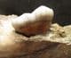 CAVE BEAR = PARTIAL JAW WITH MOLAR - PLEISTOCENE,  ROMANIA.