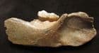 CAVE BEAR = PARTIAL JAW WITH MOLAR - PLEISTOCENE,  ROMANIA.