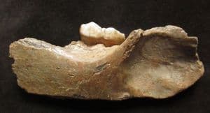 CAVE BEAR = PARTIAL JAW WITH MOLAR - PLEISTOCENE,  ROMANIA.
