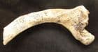 CAVE BEAR RIB - PLEISTOCENE, ROMANIA.