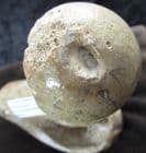 CAVE BEAR - TOP OF HUMERUS WITH BITE MARK FROM A BIG CAT.