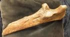 CAVE BEAR ULNA - PLEISTOCENE, AUSTRIA.