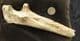 CAVE BEAR ULNA - PLEISTOCENE, ITALY.