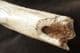 CAVE BEAR ULNA - PLEISTOCENE, ITALY.
