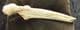CAVE BEAR ULNA - PLEISTOCENE, ITALY.