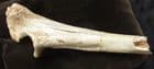 CAVE BEAR ULNA - PLEISTOCENE, ITALY.