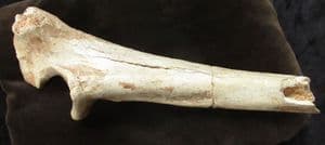 CAVE BEAR ULNA - PLEISTOCENE, ITALY.