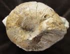 CENOCERAS JOURDANI - JUNCTION BEDS, SOMERSET.