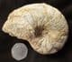 CENOCERAS JOURDANI - JURASSIC, SOMERSET.