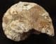 CENOCERAS JOURDANI - JURASSIC, SOMERSET.
