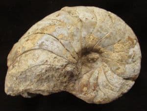 CENOCERAS JOURDANI - JURASSIC, SOMERSET.