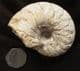 CENOCERAS LINEATUM - JURASSIC, FRANCE.