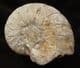 CENOCERAS LINEATUM - JURASSIC, FRANCE.