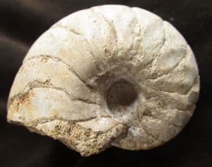 CENOCERAS LINEATUM - JURASSIC, FRANCE.