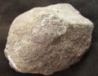 CEPHALASPID HEADSHIELD - DEVONIAN, UKRAINE.