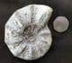 CERATITES EVOLUTUS  - TRIASSIC, GERMANY.