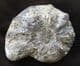 CERATITES EVOLUTUS  - TRIASSIC, GERMANY.