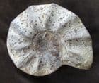 CERATITES EVOLUTUS  - TRIASSIC, GERMANY.