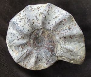 CERATITES EVOLUTUS  - TRIASSIC, GERMANY.