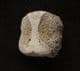 CHAMPOSAURUS VERTEBRA - UPPER CRETACEOUS, MONTANA, USA.