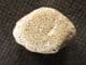 CHAMPOSAURUS VERTEBRA - UPPER CRETACEOUS, MONTANA, USA.