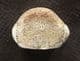 CHAMPOSAURUS VERTEBRA - UPPER CRETACEOUS, MONTANA, USA.