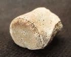 CHAMPOSAURUS VERTEBRA - UPPER CRETACEOUS, MONTANA, USA.