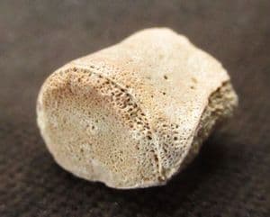 CHAMPOSAURUS VERTEBRA - UPPER CRETACEOUS, MONTANA, USA.