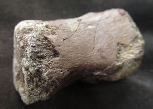 CHAMPSOSAURUS VERTEBRA - LATE CRETACEOUS, ALBERTA.