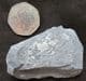 CHANGASPIS ELONGATA -LOWER CAMBRIAN, CHINA.