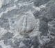 CHANGASPIS ELONGATA -LOWER CAMBRIAN, CHINA.