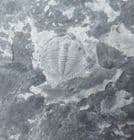 CHANGASPIS ELONGATA -LOWER CAMBRIAN, CHINA.