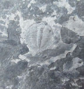 CHANGASPIS ELONGATA -LOWER CAMBRIAN, CHINA.