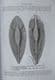 CHIMAEROID FISHES AND THEIR DEVELOPMENT BY BASHFORD DEAN 1906.