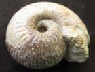 CHONDROCERAS WITH MOUTH BORDER - JURASSIC, DORSET.
