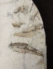 CLUPEA (DIPLOMYSTUS) VECTENSIS - OLIGOCENE, ISLE OF WIGHT.