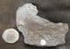 CLUSTER OF 10 TRINUCLEIDS - ORDOVICIAN, WALES.