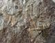 CLUSTER OF 10 TRINUCLEIDS - ORDOVICIAN, WALES.